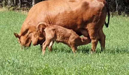 Lapa, Fazendinha ou Haras, 8 alqueires ou 19,36 hectares, casa sede, piscina, mina, gado, à venda,