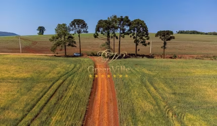 Tibagi, surpreendente plantando 100 hectares, quase 100%, poço artesiano, cachoeira, à venda, Zona