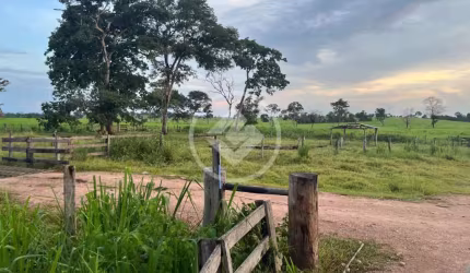 PROPRIEDADE RURAL - FAZENDA FORMADA DUPLA APTIDÃO - ALCINÓPOLIS/MS codigo: 119020