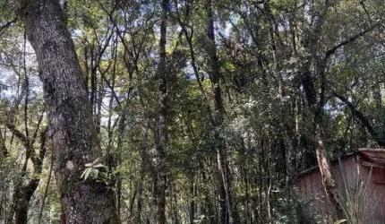 Chácara para venda tem 22000 metros quadrados com Casa de 80 metros - Trigolandia - Piên - PR