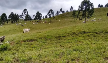 Terreno para venda com 142 Alqueires Cubatão - Campo Alegre - SC
