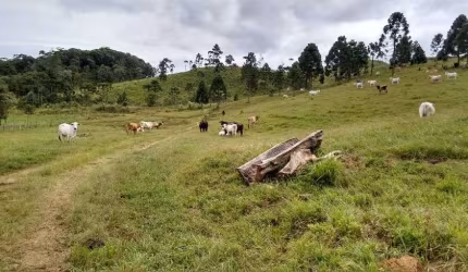 Terreno para venda com 142 Alqueires Cubatão - Campo Alegre - SC