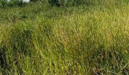Terreno à venda, 200 m² por R$ 120.000,00 - Maisparque Rio Preto - São José do Rio Preto/SP