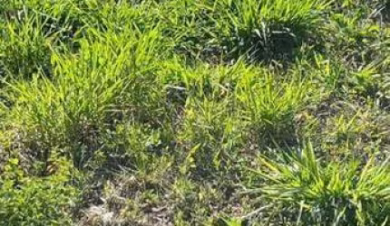 Terreno à venda, 180 m² por R$ 65.000,00 - Mais Parque Cedral - Cedral/SP