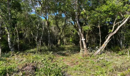 Terreno para Venda, Peruíbe / SP