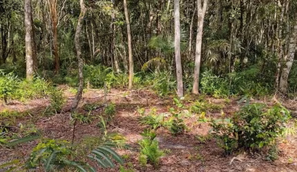 Chácara para Venda, Itanhaém / SP