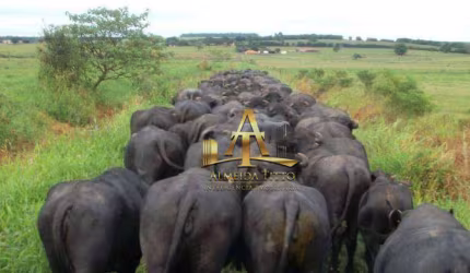 Fazenda de Búfalos à Venda na Região de Itaporanga SP
