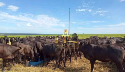 Fazenda para Venda na Região de Bela Vista - MS