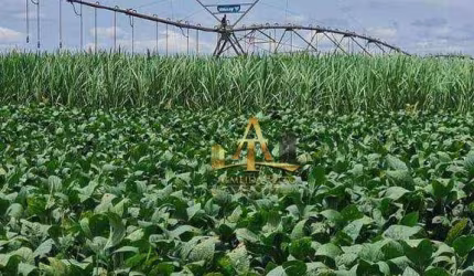 Fazenda à Venda na Região de Presidente Prudente/SP