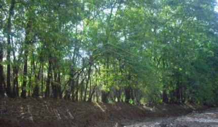 Terreno Padrão em Bauru