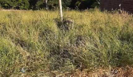 Terreno Padrão em Bauru