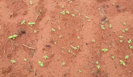 Fazenda a Venda em Nova Maringá MT - Lavoura