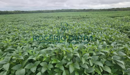 Fazenda a venda no Tocantis - Palmeirante - TO