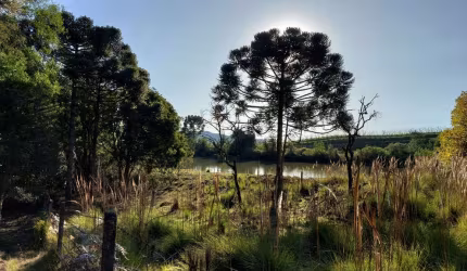 Chácara  à venda, 9 hectares - Carapiaí- Fazenda Souza Caxias do Sul/RS