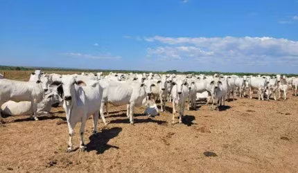 Fazenda à venda na Vicinal Do Projeto Seringa, 4333, Centro, Tailândia, 160 m2 por R$ 22.490.000