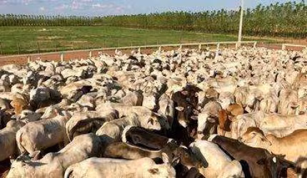 Fazenda à venda na Rural, 435, Centro, Ibotirama, 20000 m2