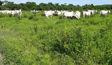 Fazenda à venda no Centro, São Romão , 5000 m2 por R$ 26.000.000