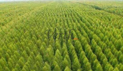 Fazenda à venda na 20 de Setembro, Sn, Centro, Itapeva, 23160 m2