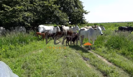 Fazenda à venda na rural, 3434, Centro, Riachão das Neves, 1467 m2 por R$ 16.000.000