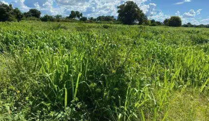 Fazenda à venda no Centro, Januária , 4538 m2 por R$ 54.000.000