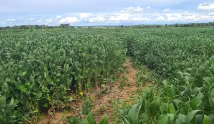 Fazenda à venda na Rural, 1000, Centro, Jangada, 500 m2 por R$ 85.000.000