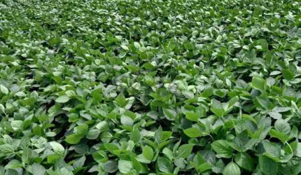 Fazenda à venda no Centro, Cocalzinho de Goiás , 484 m2 por R$ 26.000.000