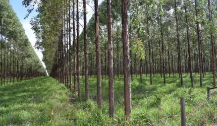 Fazenda à venda na Rua Coronel Levindo Augusto Pereira 60, 1000, Centro, Curvelo, 2700 m2 por R$ 94.500.000