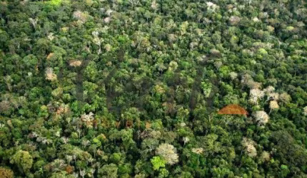 Fazenda à venda na Rua Marechal Floriano Peixoto 116, 01, Centro, Borba, 109000 m2 por R$ 54.500.000