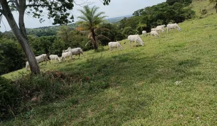 Fazenda à venda no Centro, Monte Santo de Minas , 160 m2 por R$ 1.100.000
