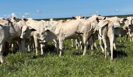 Fazenda à venda na Avenida das Hortênsias, 1000, Centro, Sapezal, 635 m2 por R$ 16.500.000