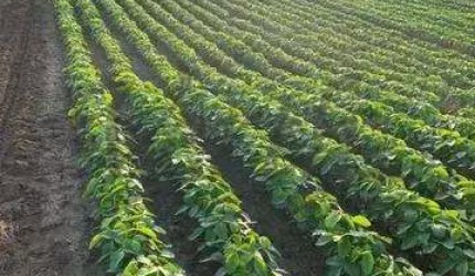 Fazenda à venda na Travessa Moju, 33, 1000, Centro, Tailândia, 2210 m2 por R$ 31.000.000