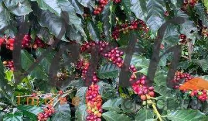 Fazenda à venda na Rua Doutor Avelino de Queiróz, 488, 1000, Centro, Capitólio, 1400 m2