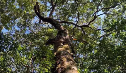 Fazenda à venda na Brasil, Sn, Compensa, Manaus, 27000 m2 por R$ 16.500.000