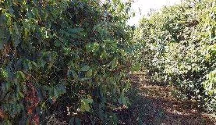Fazenda à venda na da Pedra, 200, Itapuã, Unaí, 680 m2