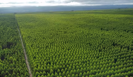 Fazenda à venda na Lagoa dos Patos, 1000, Loteamento Vila Rica, Gravataí, 34000 m2