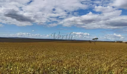 Fazenda à venda na Boa Ventura, 2000, Parque Lago, Formosa, 1600 m2