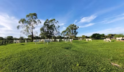 Fazenda à venda na Rua Floriano Lima 71, 1000, Centro, Arinos, 202 m2 por R$ 2.500.000