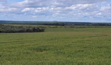 Fazenda 1.507 ha à venda Pedro Afonso-TO: Alta Produtividade