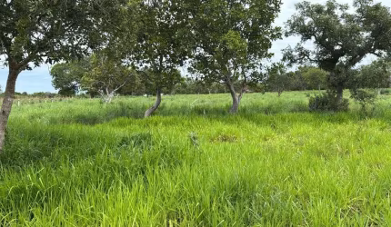 Fazenda em Paranã Tocantins - 1.643 Hectares à Venda