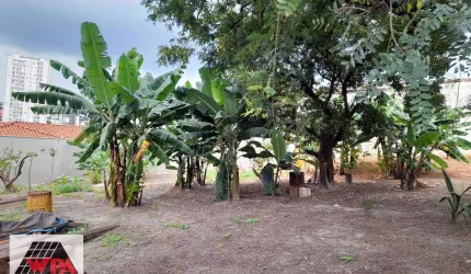 Terreno para aluguel, Centro - Americana/SP