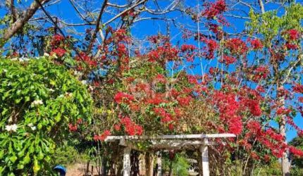 Chácara / sítio com 3 quartos à venda na Fazenda Canta Galo, s/n, Zona Rural, São Sebastião do Paraíso, 180 m2 por R$ 460.000