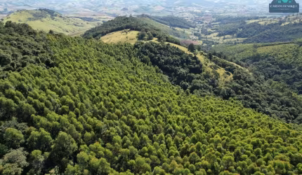 Terreno à venda, 96000 m² por R$ 400.000,00 - Centro - Pedra Bela/SP