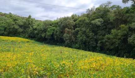 Chácara para Venda em Guabiroba Campo Largo-PR