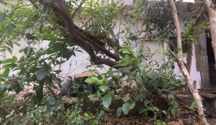 Terreno Jardim Novo Carrão São Paulo/SP