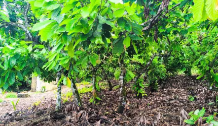 Fazenda de Cacau, Una/BA