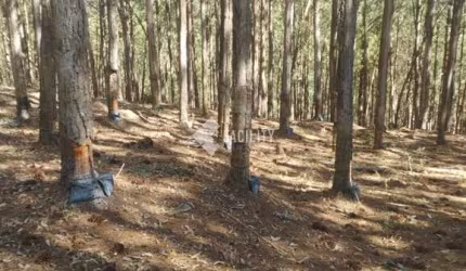 Fazenda à venda na Rua 18, Quadra 16, 100, Ribeirão da Várzea, Itapirapuã Paulista, 2420000 m2 por R$ 10.000.000