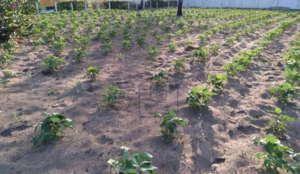 Terreno à venda, 2716 m² - Bairro Novo - São José de Mipibu/RN -