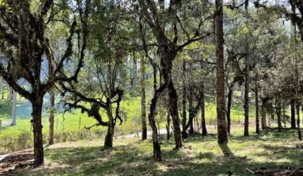 Terreno para Venda em Campo Alegre, Lageado