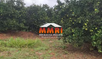 Fazenda de Laranja em Lins/SP