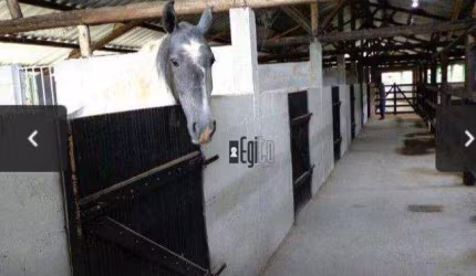 Sítio com estrutura de Haras com baías com 6 hectares em Barbacena a venda!